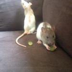 Rat Tales