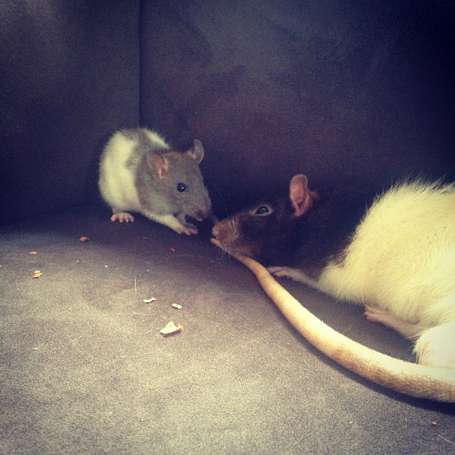 rat friends 2